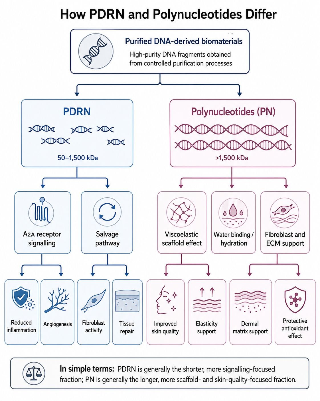 Infographic comparing PDRN and Polynucleotides, showing purified DNA-derived biomaterials split into PDRN and PN with their sizes and effects
