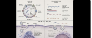 Diagram of exosome structure and nucleic acid content showing membrane, proteins, lipids, and internal cargo; panels labeled Exosomes and Polynucleotides explain structure and function.